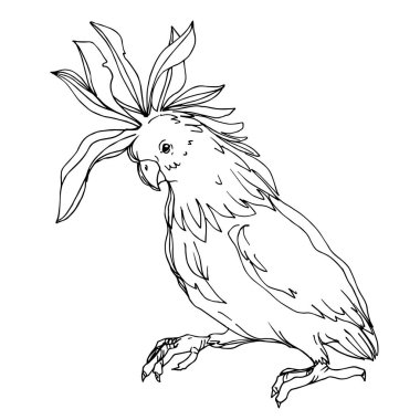 Vector Sky papağanı yalıtılmış bir yaban hayatında. Siyah beyaz işlemeli mürekkep sanatı. İzole edilmiş papağan illüstrasyon ögesi.