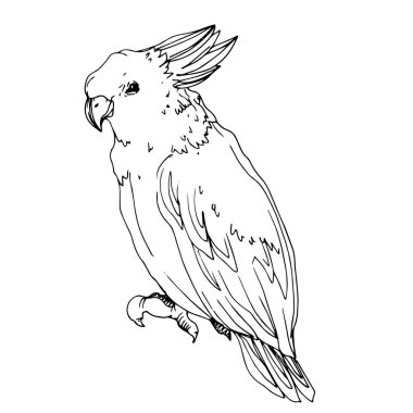 Vector Sky papağanı yalıtılmış bir yaban hayatında. Siyah beyaz işlemeli mürekkep sanatı. İzole edilmiş papağan illüstrasyon ögesi.