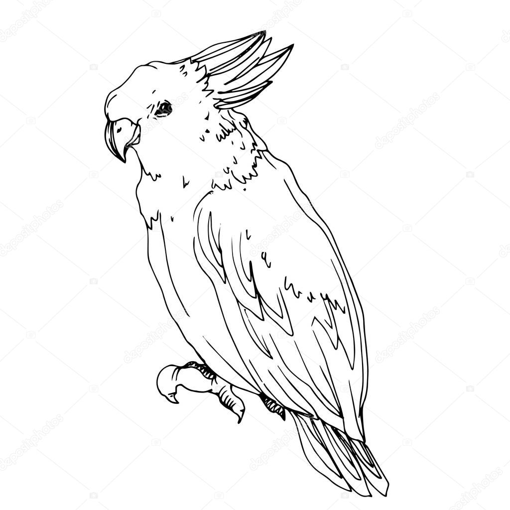 Vector Sky bird cockatoo in a wildlife isolated. Black and white engraved ink art. Isolated parrot illustration element.