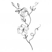 Vektor Vadvirágok virágos botanikai virágok. Fekete-fehér vésett tinta művészet. Izolált virág illusztrációs elem.