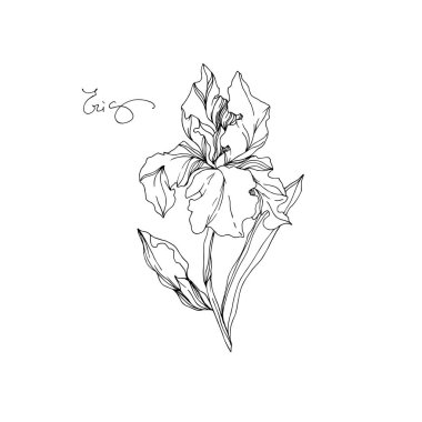 Vector Iris floral botanical flowers. Black and white engraved ink art. Isolated irises illustration element. clipart