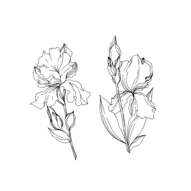 Vektör Iris çiçek botanik çiçekler. Siyah ve beyaz oyulmuş mürekkep sanatı. Yalıtılmış irises illüstrasyon elemanı.