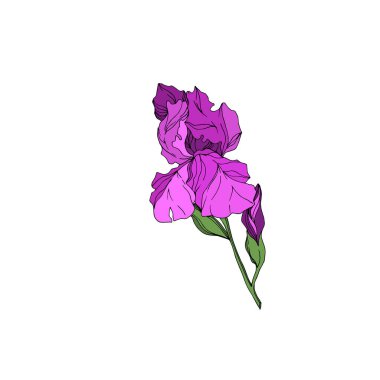 Vektör Iris çiçek botanik çiçekler. Siyah ve beyaz oyulmuş mürekkep sanatı. Yalıtılmış irises illüstrasyon elemanı.