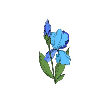 Vektör Iris çiçek botanik çiçekler. Siyah ve beyaz oyulmuş mürekkep sanatı. Yalıtılmış irises illüstrasyon elemanı.