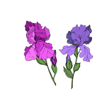 Vektör Iris çiçek botanik çiçekler. Siyah ve beyaz oyulmuş mürekkep sanatı. Yalıtılmış irises illüstrasyon elemanı.