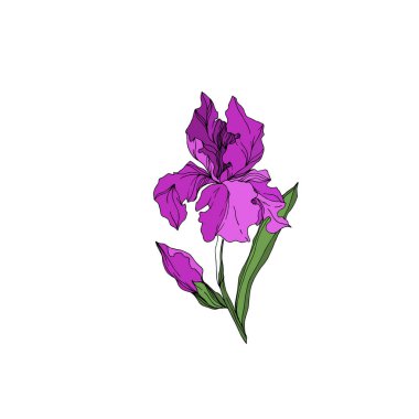 Vektör Iris çiçek botanik çiçekler. Siyah ve beyaz oyulmuş mürekkep sanatı. Yalıtılmış irises illüstrasyon elemanı.
