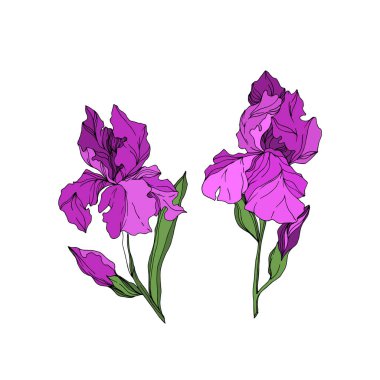 Vektör Iris çiçek botanik çiçekler. Siyah ve beyaz oyulmuş mürekkep sanatı. Yalıtılmış irises illüstrasyon elemanı.