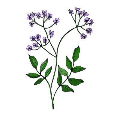 Vektör Yaban Çiçekleri çiçek botanik çiçekleri. Siyah beyaz işlemeli mürekkep sanatı. Ayrı bir çiçek çizimi ögesi.