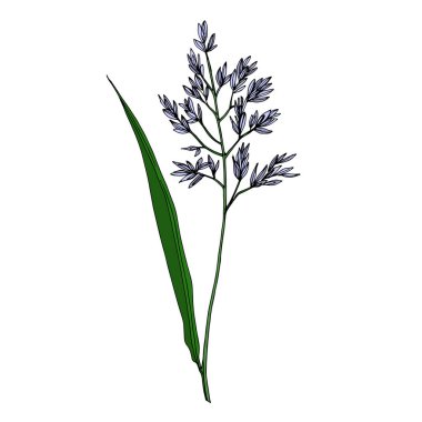 Vektör Yaban Çiçekleri çiçek botanik çiçekleri. Siyah beyaz işlemeli mürekkep sanatı. Ayrı bir çiçek çizimi ögesi.