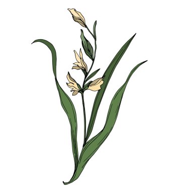 Vektör Yaban Çiçeği çiçek botanik çiçekleri. Siyah beyaz işlemeli mürekkep sanatı. Ayrı bir çiçek çizimi ögesi.