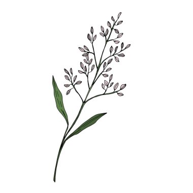 Vektör Yaban Çiçeği çiçek botanik çiçekleri. Siyah beyaz işlemeli mürekkep sanatı. Ayrı bir çiçek çizimi ögesi.