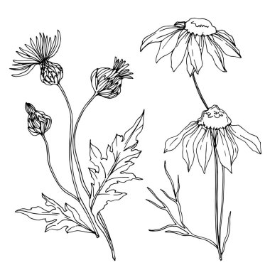 Vector wildflowers floral botanical flowers. Black and white engraved ink art. Isolated flower illustration element. clipart
