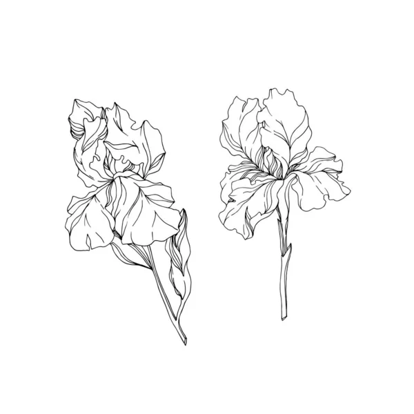 Vector Iris flores botánicas florales. Tinta grabada en blanco y negro. Elemento ilustrativo de iris aislado . — Archivo Imágenes Vectoriales