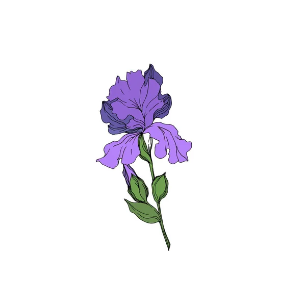 Vector Iris flores botánicas florales. Tinta grabada en blanco y negro. Elemento ilustrativo de iris aislado . — Archivo Imágenes Vectoriales