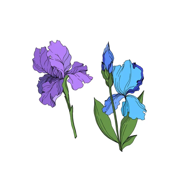 Vector Iris kwiatowe kwiaty botaniczne. Czarno-biała grawerowana sztuka atramentu. Wyizolowany irysses ilustracji element. — Wektor stockowy