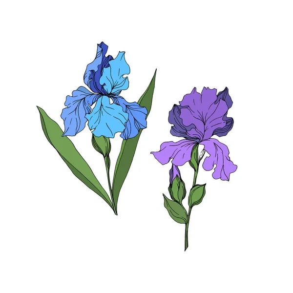 Vektor Iris blommiga botaniska blommor. Svart och vit graverad bläck konst. Isolerade Iris illustration element. — Stock vektor