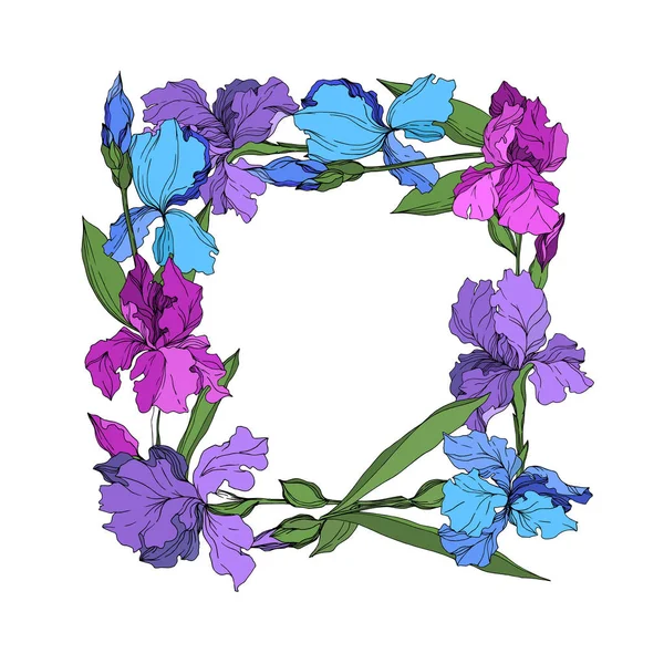 Vector Iris flores botânicas florais. Tinta gravada a preto e branco. Quadro borda ornamento quadrado . — Vetor de Stock