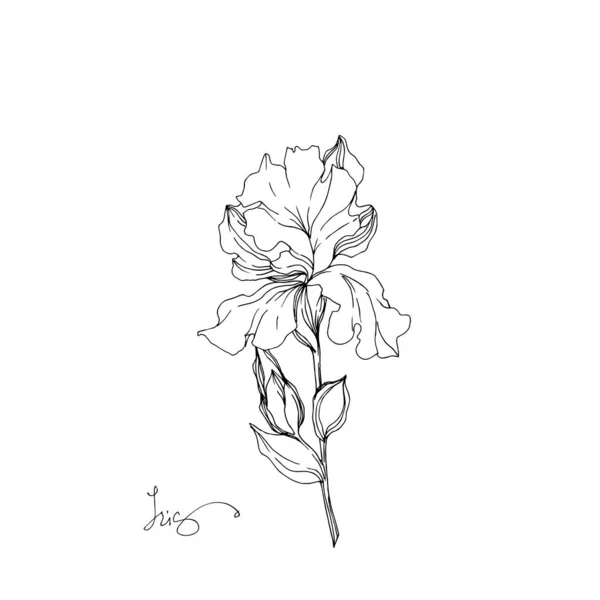 Květinové botanické květy. Černé a bílé ryté inkoustem. Izolovaný prvek – izolovaná kosatce. — Stockový vektor