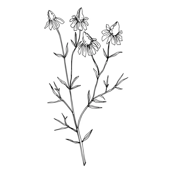 벡터 들꽃은 식물성 꽃을 피운다. 흑백으로 새긴 잉크 예술 작품이죠. 고립된 꽃 삽화 요소. — 스톡 벡터