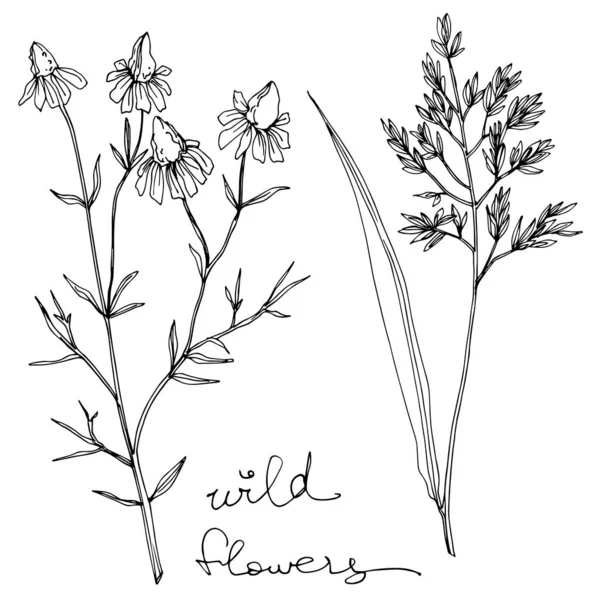 Vettore Fiori di campo fiori botanici floreali. Inchiostro inciso in bianco e nero art. Isolato elemento illustrazione fiore . — Vettoriale Stock