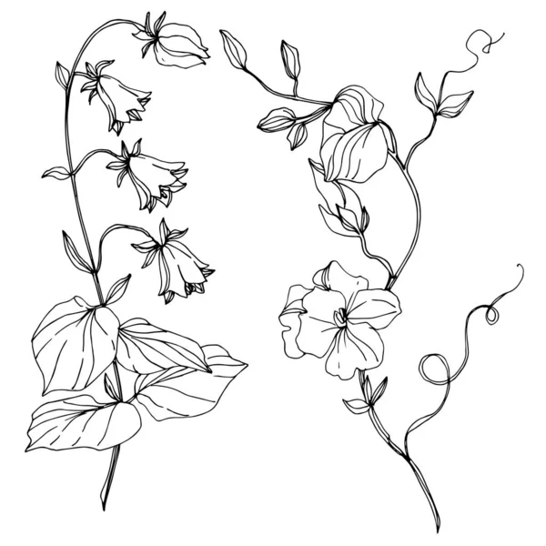 Vector Wildflowers flores botânicas florais. Tinta gravada a preto e branco. Isolado elemento ilustração flor . —  Vetores de Stock
