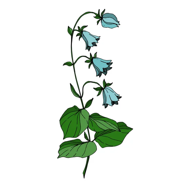 Vector Wildflowers flores botánicas florales. Tinta grabada en blanco y negro. Elemento de ilustración de flores aisladas . — Vector de stock