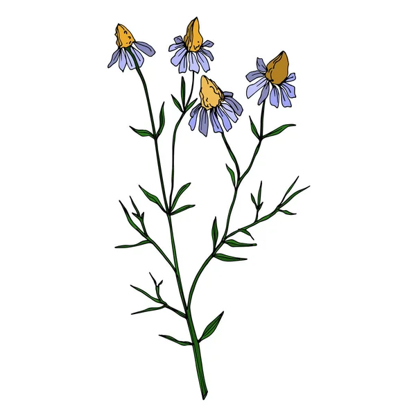 Vektorwildblumen florale botanische Blumen. Schwarz-weiß gestochene Tuschekunst. isolierte Blume Illustration Element. — Stockvektor