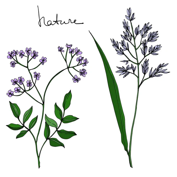 Vektorwildblumen florale botanische Blumen. Schwarz-weiß gestochene Tuschekunst. isolierte Blume Illustration Element. — Stockvektor