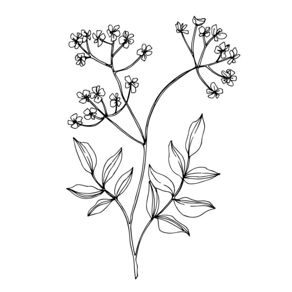 Vector Wildflowers floral botanical flowers. Black and white engraved ink art. Isolated flower illustration element.