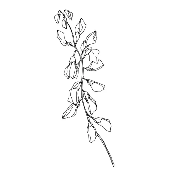 Vektorwildblume Blumen botanischen Blumen. Schwarz-weiß gestochene Tuschekunst. isolierte Blume Illustration Element. — Stockvektor