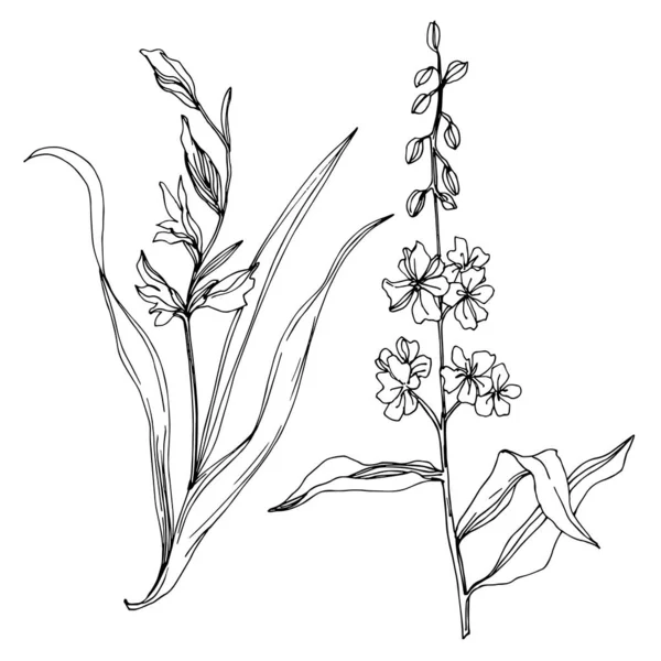 Vector Wildflower flores botânicas florais. Tinta gravada a preto e branco. Isolado elemento ilustração flor . —  Vetores de Stock