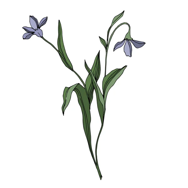 Векторные цветочные ботанические цветы. Черно-белый рисунок чернил. Изолированный цветочный иллюстрационный элемент . — стоковый вектор