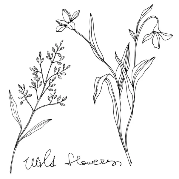 Vector Wildflower flores botánicas florales. Tinta grabada en blanco y negro. Elemento de ilustración de flores aisladas . — Archivo Imágenes Vectoriales