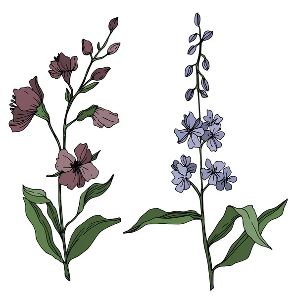 Vector Wildflower flores botánicas florales. Tinta grabada en blanco y negro. Elemento de ilustración de flores aisladas . — Archivo Imágenes Vectoriales