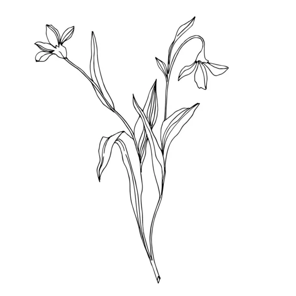 Vector Wildflower blommiga botaniska blommor. Svart och vit graverad bläckkonst. Isolerade blomma illustration element. — Stock vektor
