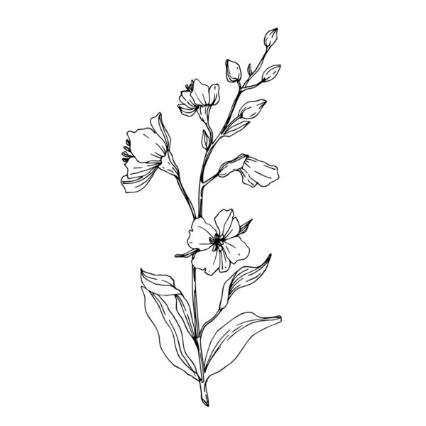 Vector Wildflower floral botanical flowers. Black and white engraved ink art. Isolated flower illustration element.