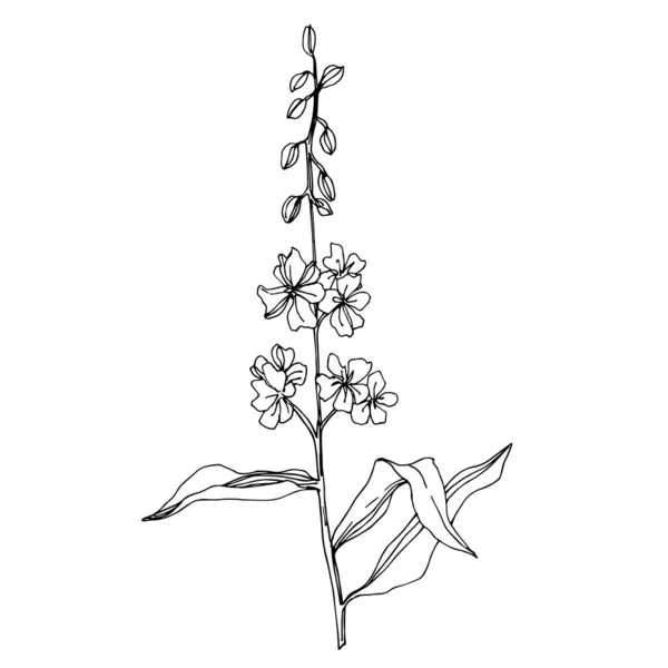 Fiori botanici floreali vettoriali Wildflower. Inchiostro inciso in bianco e nero art. Isolato elemento illustrazione fiore . — Vettoriale Stock