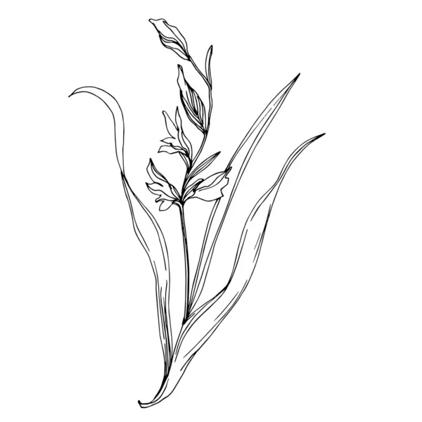 ベクトル野生の花植物の花。黒と白の刻まインクアート。孤立した花のイラスト要素. — ストックベクタ