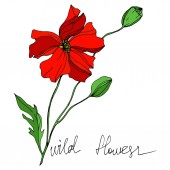 Vektor Wildflowers květinové botanické květiny. Černobílý rytý inkoust. Izolované květiny ilustrační prvek.