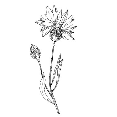 Vektör Yaban Çiçekleri çiçek botanik çiçekleri. Siyah beyaz işlemeli mürekkep sanatı. Ayrı bir çiçek çizimi ögesi.