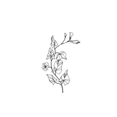 Vektör Yaban Çiçekleri çiçek botanik çiçekleri. Siyah beyaz işlemeli mürekkep sanatı. Ayrı bir çiçek çizimi ögesi.