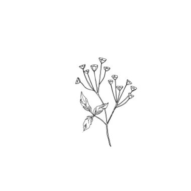 Vector Wildflowers floral botanical flowers. Black and white engraved ink art. Isolated flower illustration element. clipart