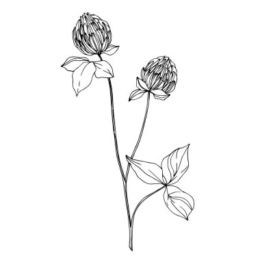 Vektör kır çiçeği çiçekli botanik çiçekleri. Siyah beyaz işlemeli mürekkep sanatı. İzole edilmiş kır çiçekleri çizim elementi.