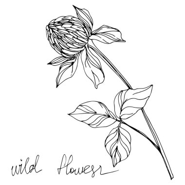 Vector Wildflowers floral botanical flowers. Black and white engraved ink art. Isolated flowers illustration element. clipart