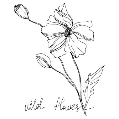 Vector Wildflowers floral botanical flowers. Black and white engraved ink art. Isolated flowers illustration element. clipart