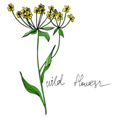 Vektör Yaban Çiçekleri çiçek botanik çiçekleri. Siyah beyaz işlemeli mürekkep sanatı. Ayrı çiçek illüstrasyon ögesi.