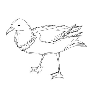 Vector Sky martısı izole edildi. Siyah beyaz işlemeli mürekkep sanatı. İzole edilmiş martı çizim elementi.