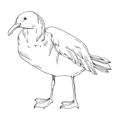 Vector Sky martısı izole edildi. Siyah beyaz işlemeli mürekkep sanatı. İzole edilmiş martı çizim elementi.