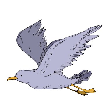 Vector Sky martısı izole edildi. Siyah beyaz işlemeli mürekkep sanatı. İzole edilmiş martı çizim elementi.