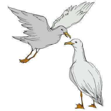 Vektör Gökyüzü kuş martı izole bir yaban hayatı. Siyah ve beyaz oyulmuş mürekkep sanatı. İzole martı illüstrasyon elemanı.